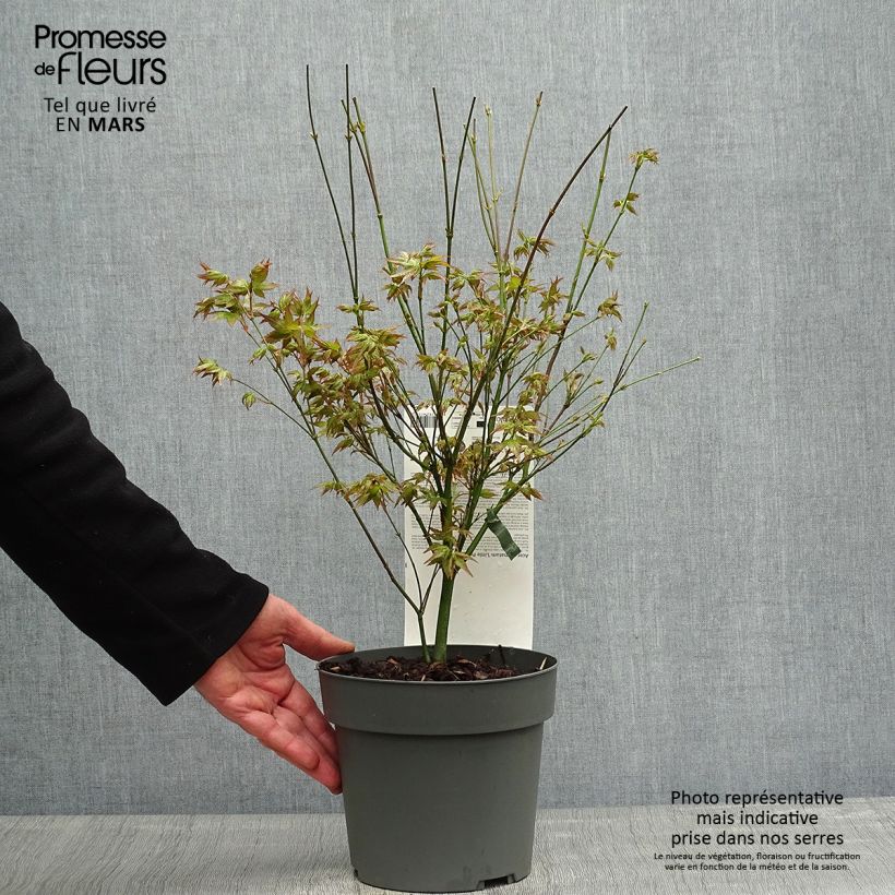 Example of Érable du Japon - Acer palmatum Little Princess Pot de 2L/3L as you get in printemps