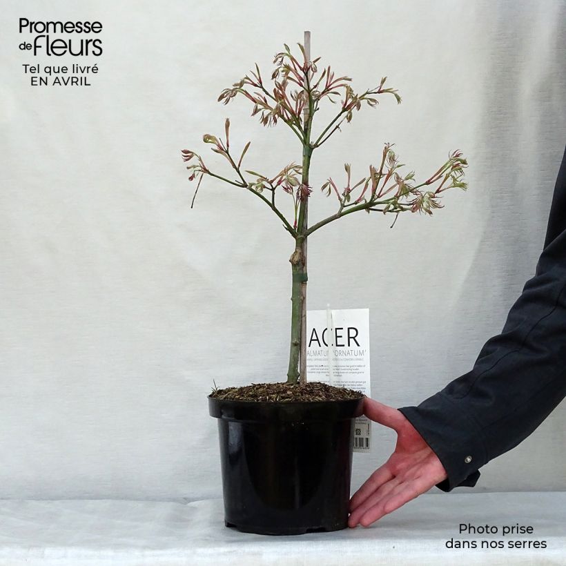 Spécimen de Erable du Japon - Acer palmatum Ornatum Pot de 4L/5L tel que livré au printemps