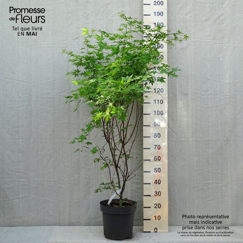 Example of Érable du Japon - Acer palmatum Osakazuki Pot de 7,5L/10L as you get in printemps
