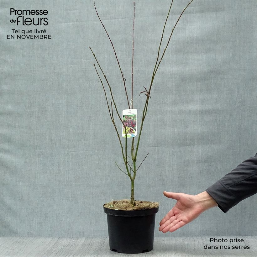 Spécimen de Erable du Japon - Acer palmatum Red Pygmy Pot de 3L/4L tel que livré en automne