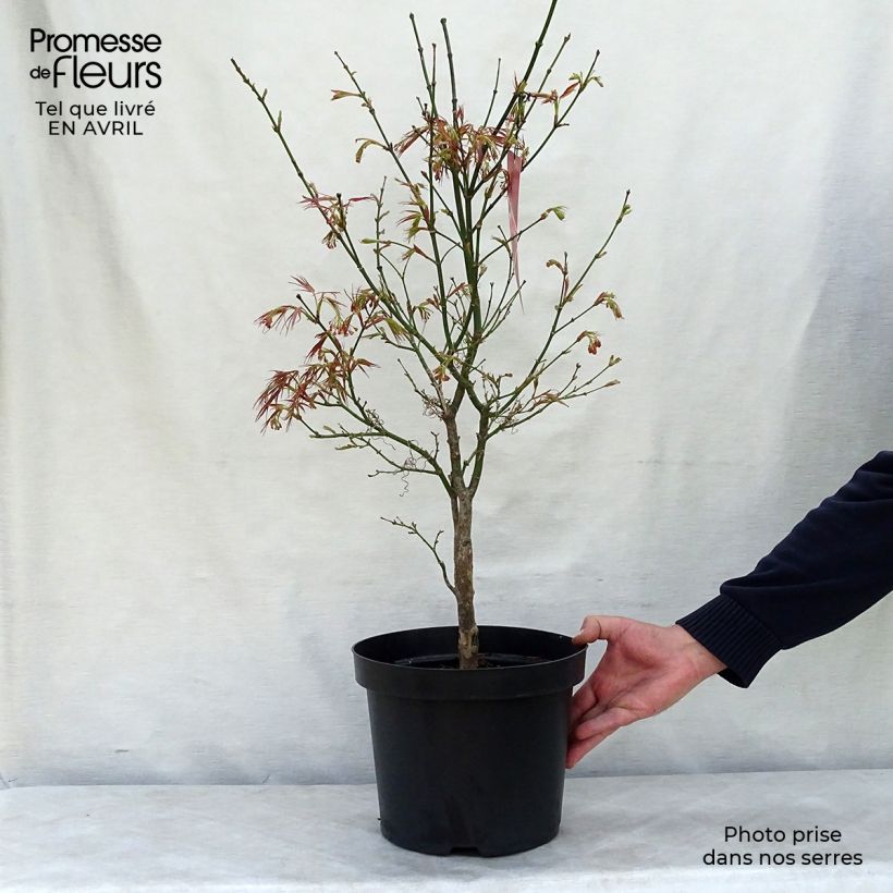 Example of Erable du Japon - Acer palmatum Red Pygmy Pot de 3L/4L as you get in printemps