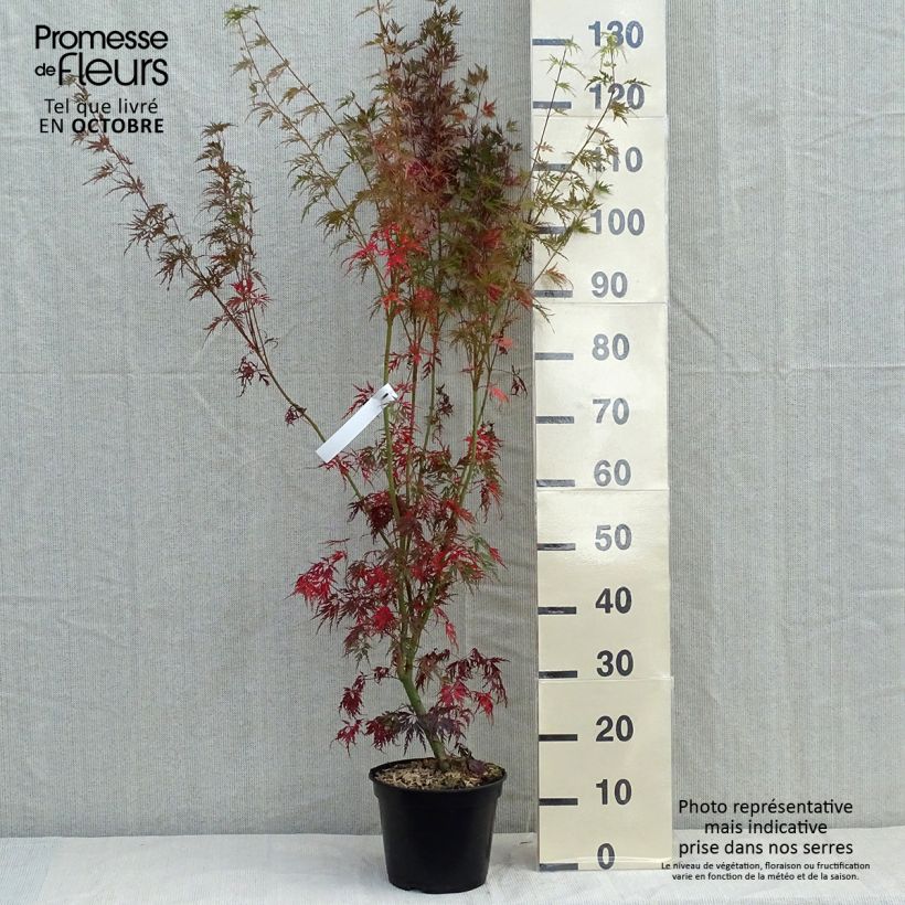 Spécimen de Érable du Japon - Acer palmatum Seiryu Pot de 3L/4L tel que livré en automne