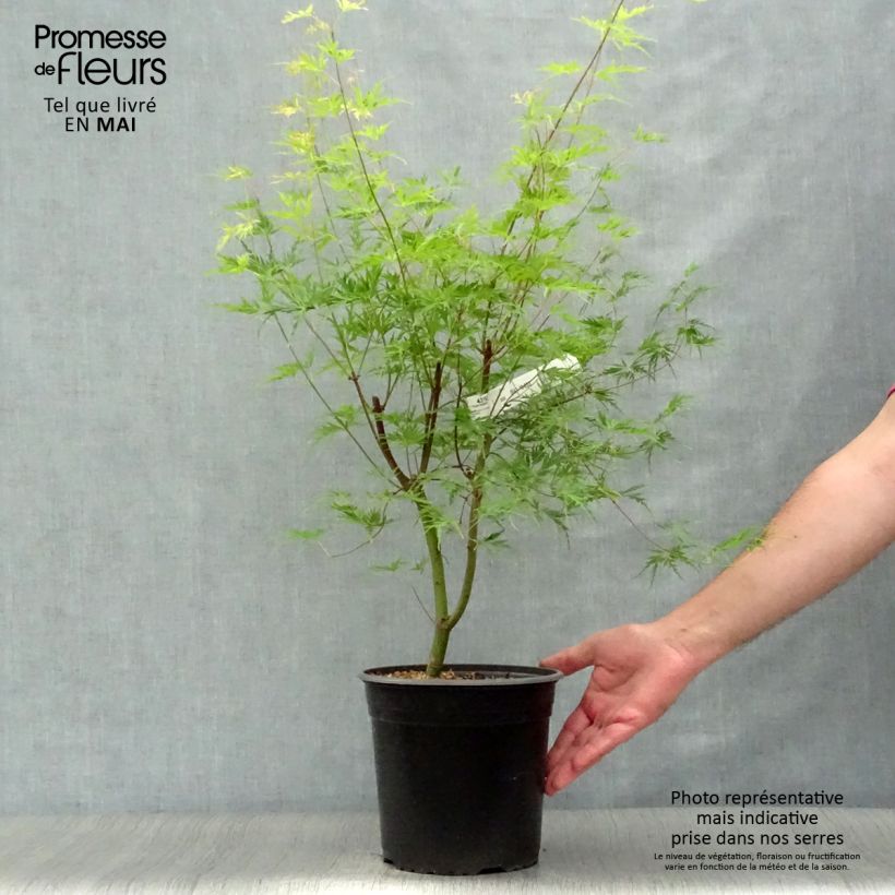Example of Érable du Japon - Acer palmatum Seiryu Pot de 3L/4L as you get in printemps