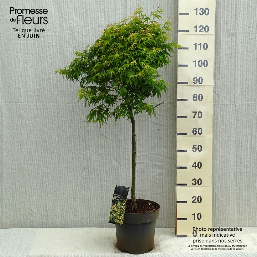 Spécimen de Erable du Japon - Acer palmatum Sharp's Pygmy Pot de 7,5L/10L, Tige, Tige de 40 cm tel que livré au printemps