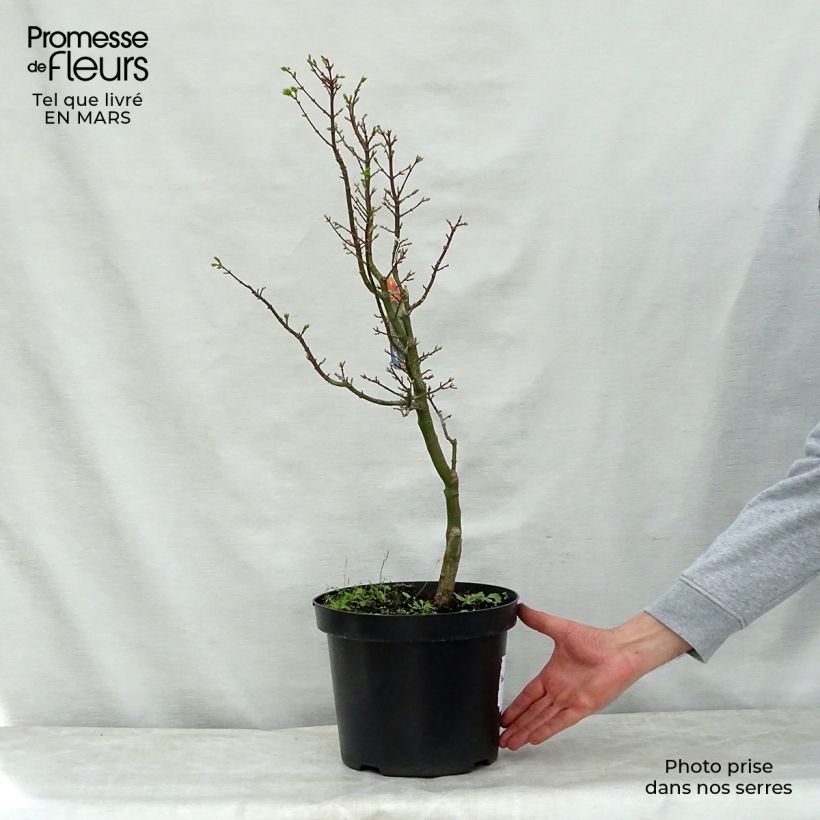 Example of Érable du Japon - Acer palmatum Shishigashira Pot de 7,5L/10L as you get in printemps