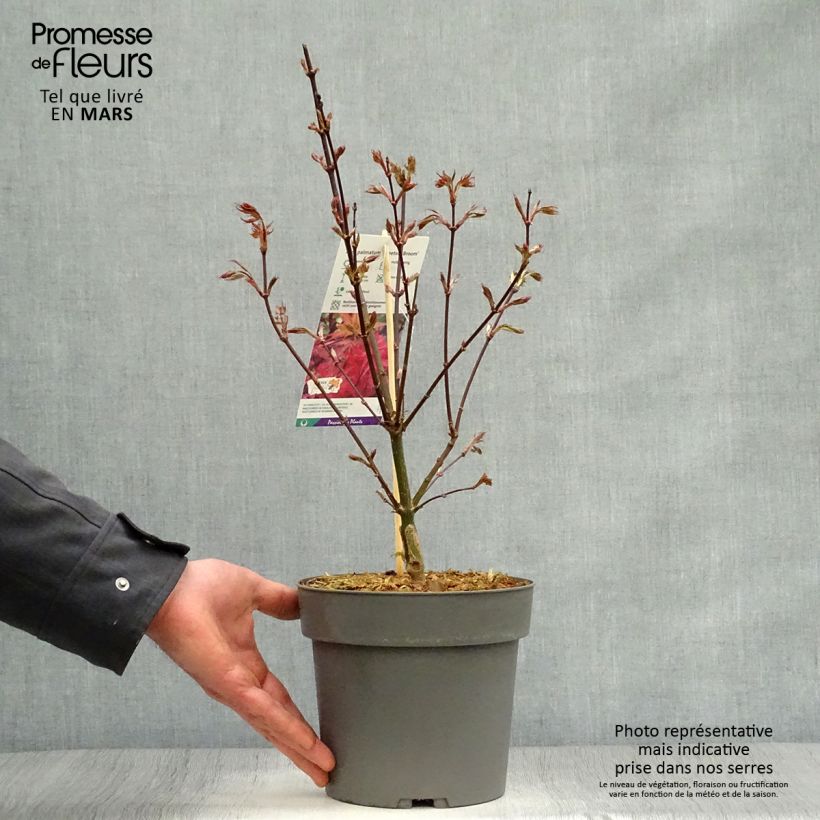 Example of Erable du Japon - Acer palmatum Skeeter's Broom Pot de 3L/4L as you get in printemps