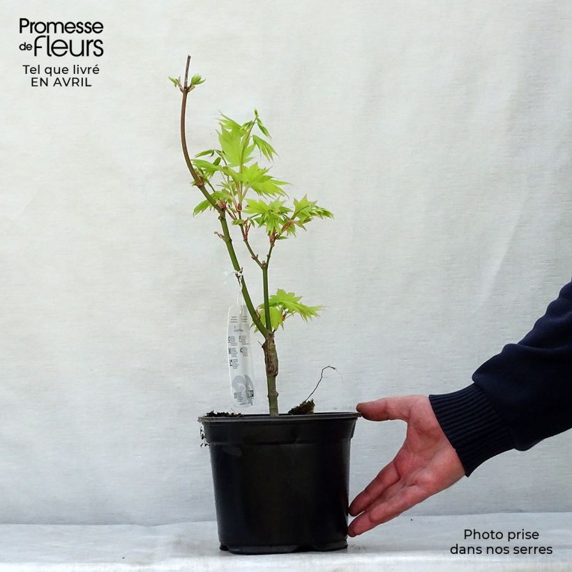 Example of Erable du Japon - Acer palmatum Summer Gold Pot de 3L/4L as you get in printemps