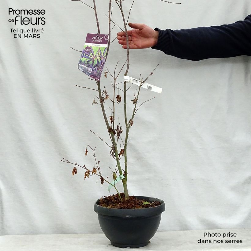 Example of Érable du Japon - Acer palmatum Trompenburg Pot de 6L/7L as you get in printemps