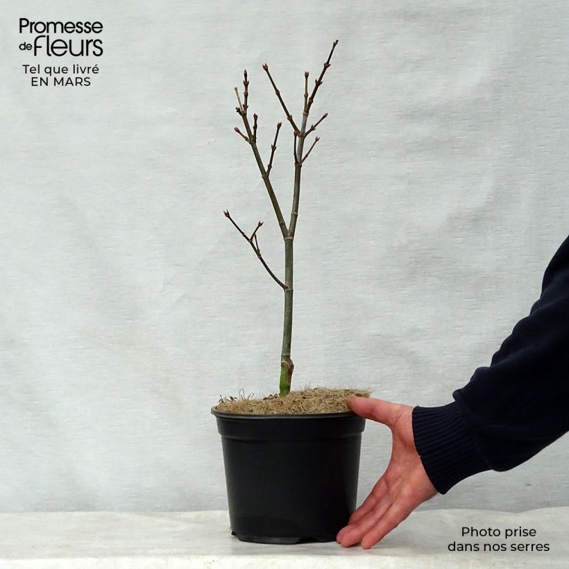 Example of Érable du Japon - Acer palmatum Trompenburg Pot de 3L/4L as you get in printemps