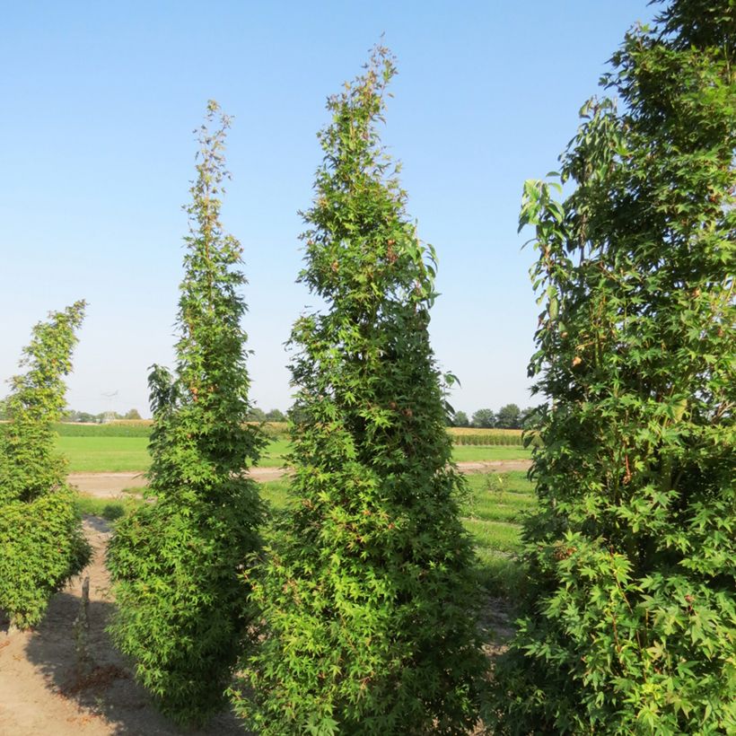 Erable du Japon - Acer palmatum Tsukasa Silhouette (Port)