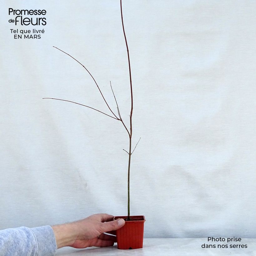 Example of Érable du Japon - Acer palmatum Godet de 8/9 cm as you get in printemps