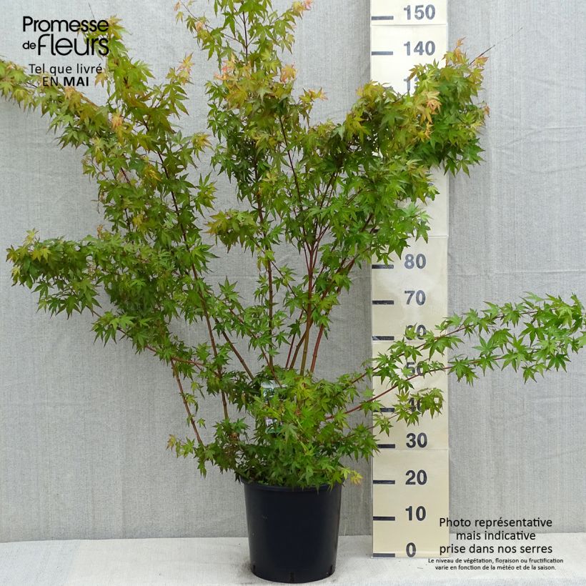 Example of Érable du Japon - Acer palmatum Pot de 7,5L/10L as you get in printemps