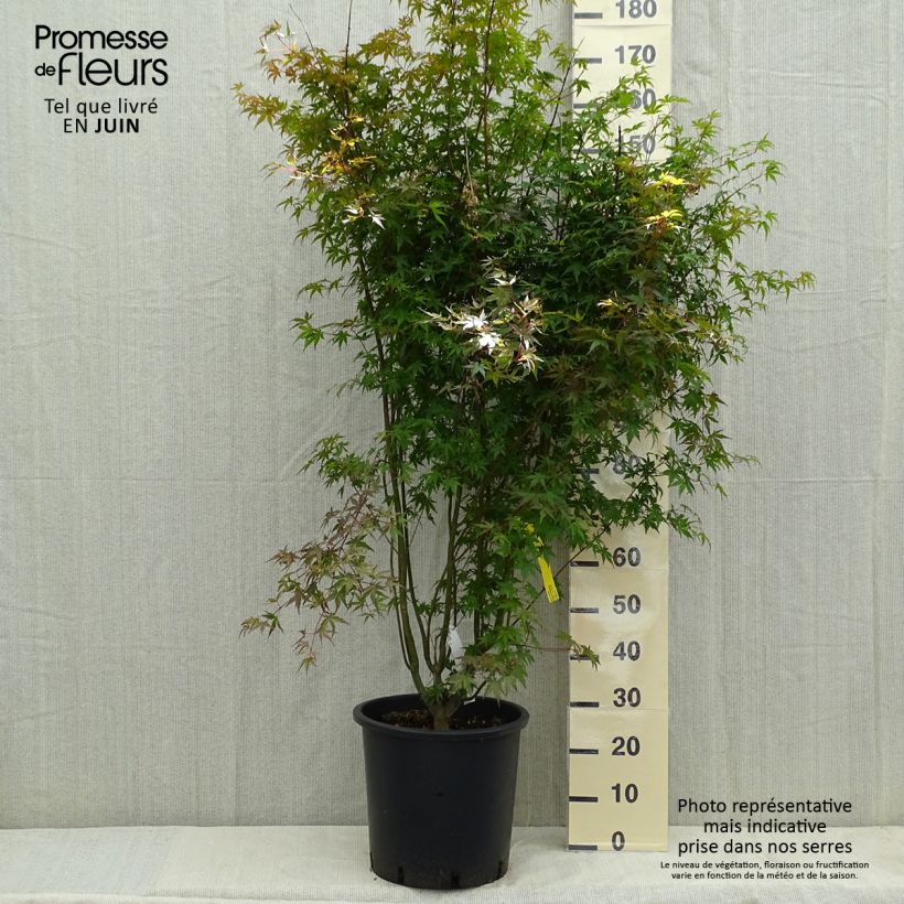 Example of Érable du Japon - Acer palmatum Pot de 20L/25L as you get in printemps