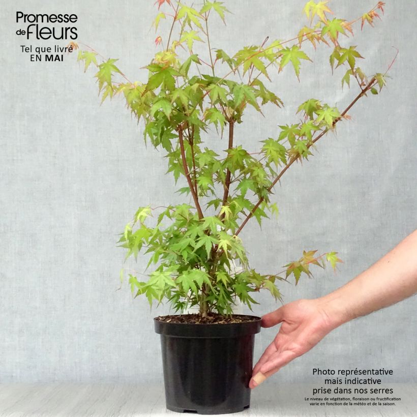 Example of Érable du Japon - Acer palmatum Pot de 3L/4L as you get in printemps