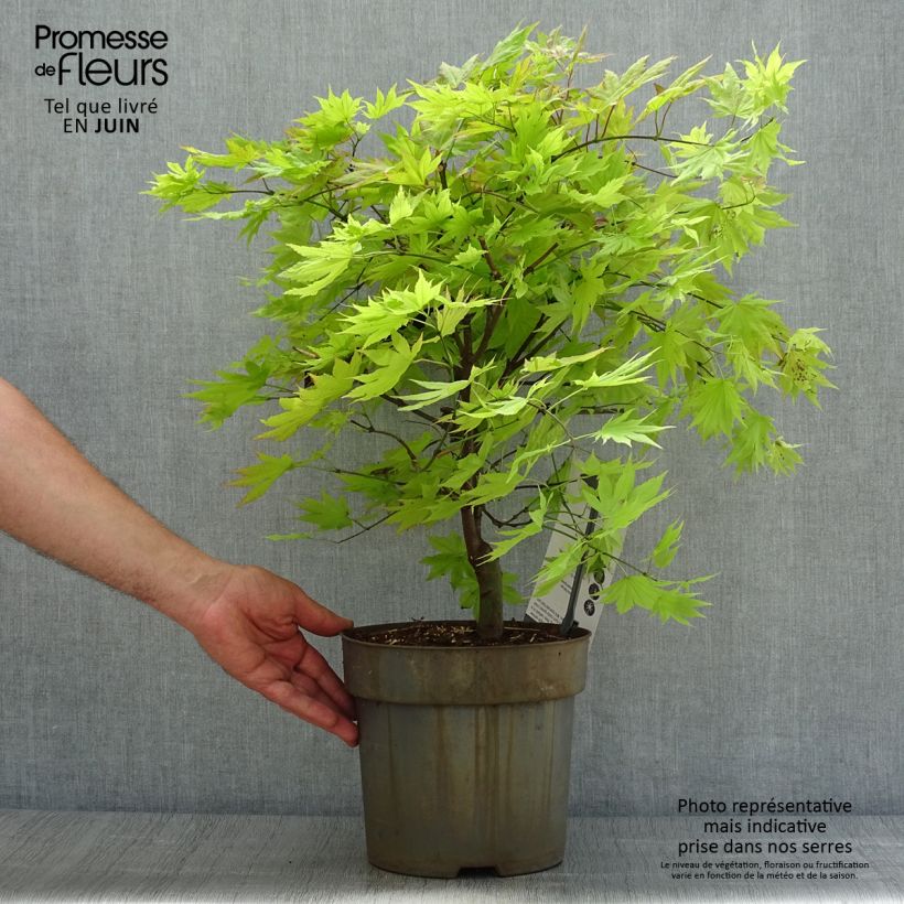 Spécimen de Érable du Japon - Acer shirasawanum Autumn Moon Pot de 7,5L/10L tel que livré en été