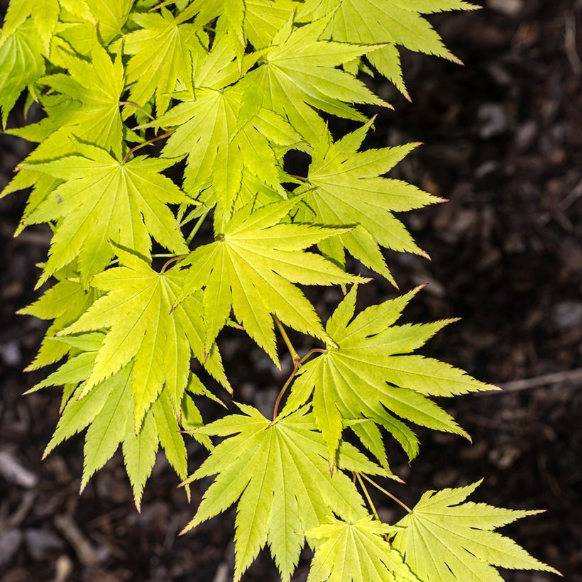 Erable du Japon - Acer shirasawanum Jordan (Foliage)