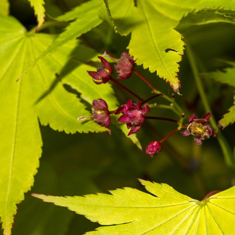 Erable du Japon - Acer shirasawanum Jordan (Flowering)