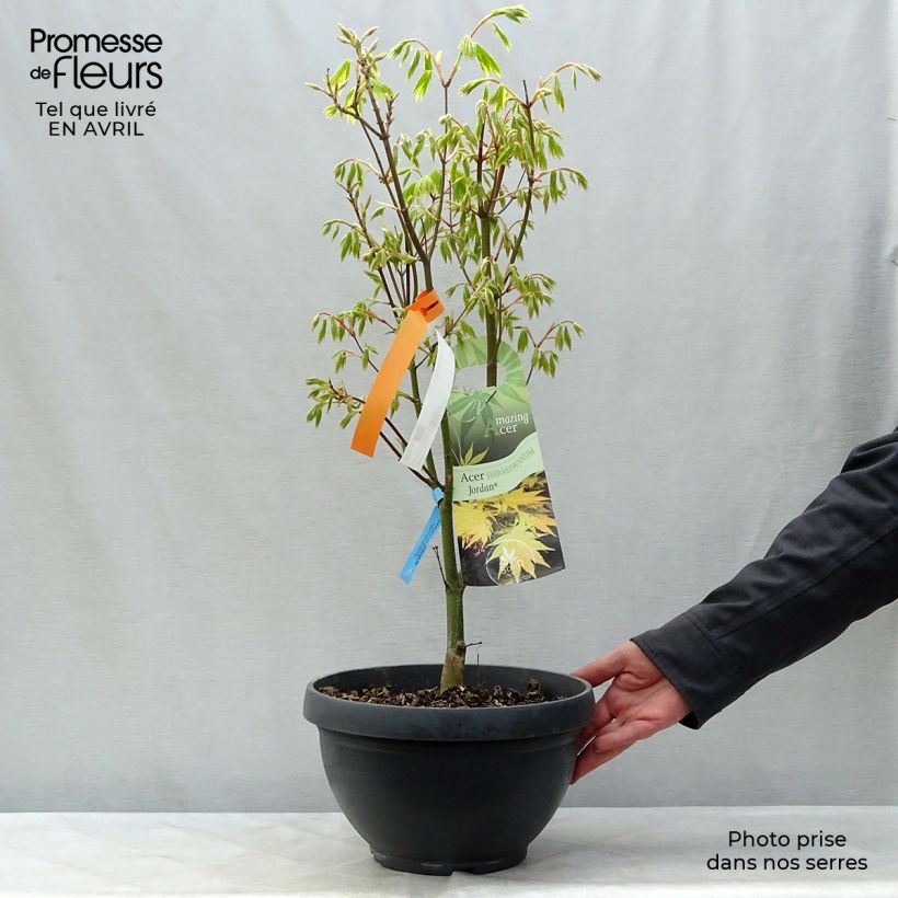 Example of Erable du Japon - Acer shirasawanum Jordan Coupe 7,5L / 10L as you get in printemps