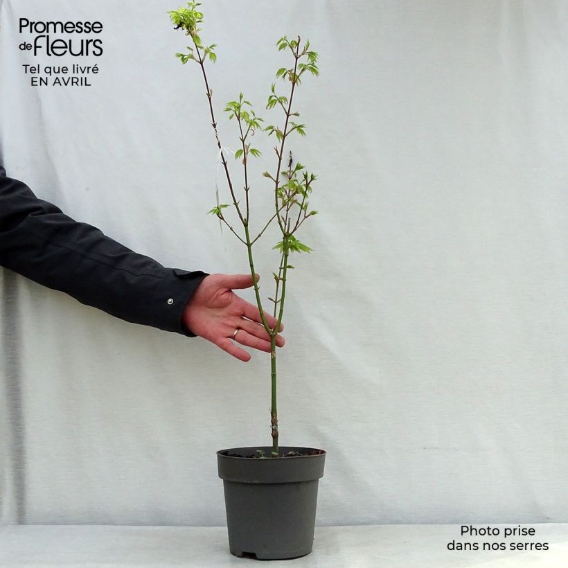 Example of Erable du Japon - Acer shirasawanum Jordan Pot de 2L/3L as you get in printemps