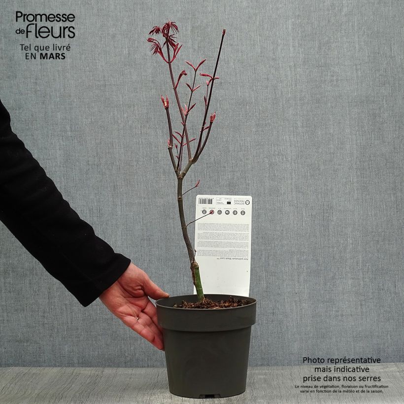 Example of Érable du Japon Black Lace - Acer palmatum Pot de 2L/3L as you get in printemps