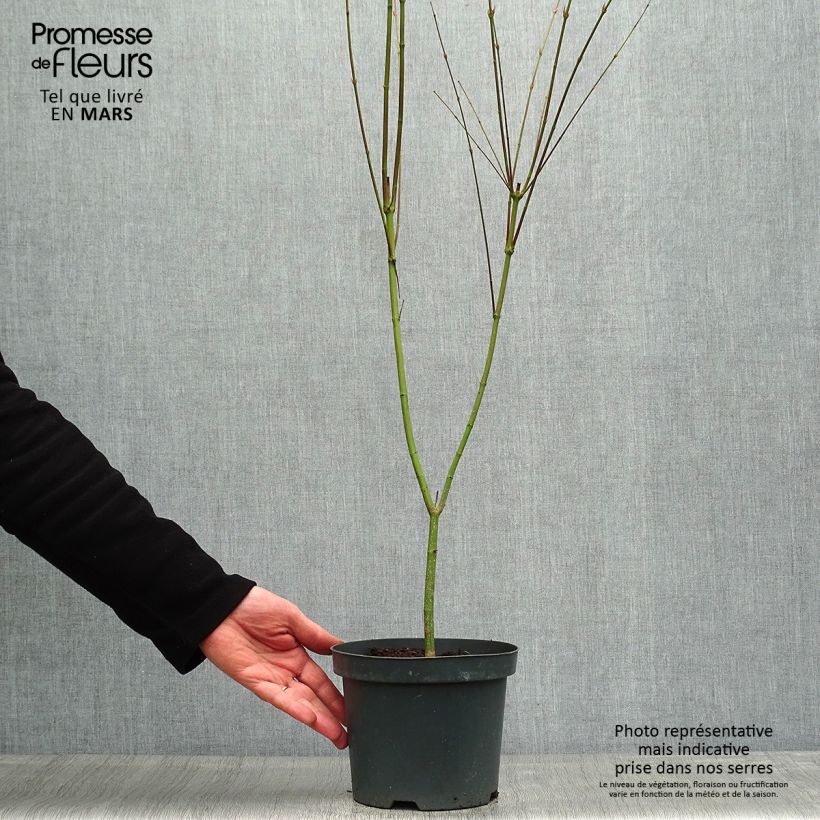 Example of Érable du Japon Phoenix - Acer palmatum Pot de 2L/3L as you get in printemps
