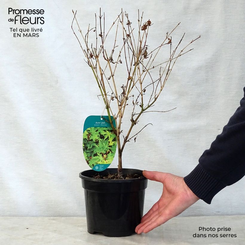 Spécimen de Erable du Japon nain - Acer palmatum Berry Broom Pot de 2L/3L tel que livré au printemps