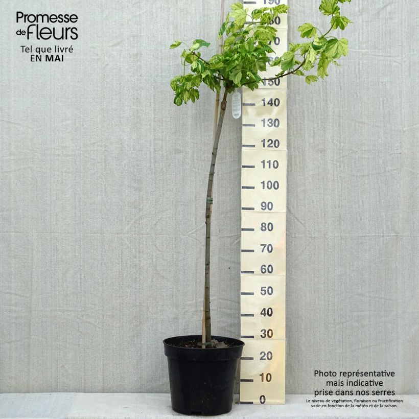 Example of Érable sycomore Leopoldii - Acer pseudoplatanus Pot de 20L/25L, Tige as you get in printemps