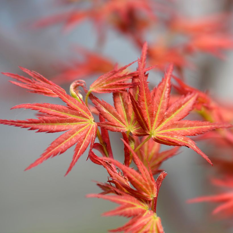 Erable du Japon - Acer palmatum Wilson's Pink Dwarf (Feuillage)