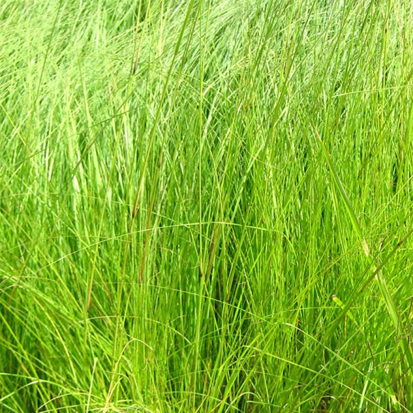 Eragrostis curvula - Herbe d'amour (Foliage)