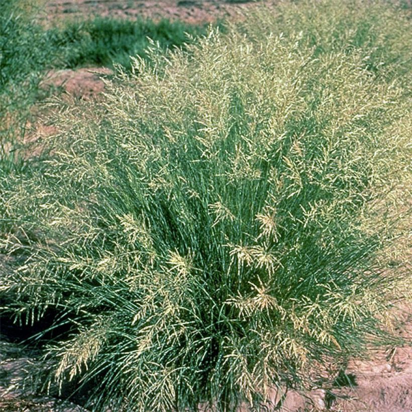 Eragrostis curvula - Herbe d'amour (Plant habit)