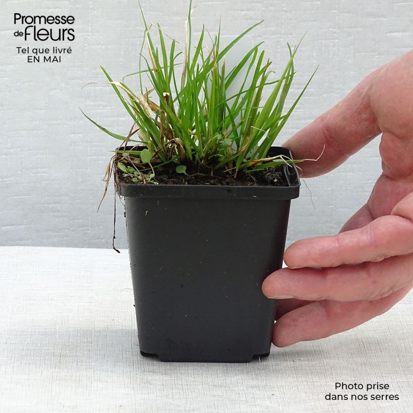 Example of Eragrostis spectabilis - Herbe d'amour Godet de 8/9 cm as you get in printemps