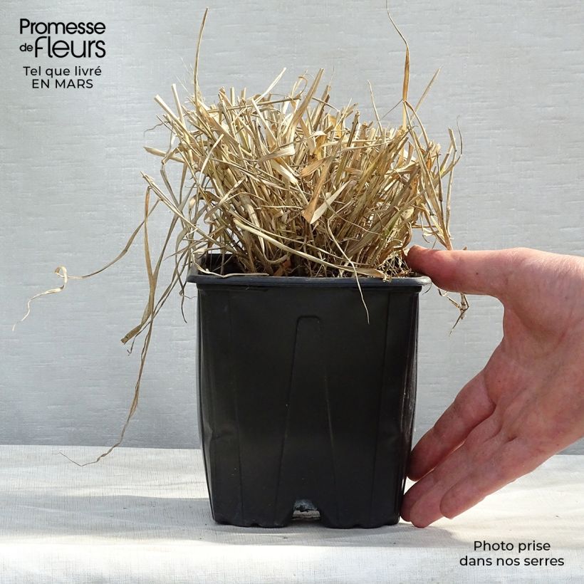 Example of Eragrostis spectabilis - Herbe d'amour Pot de 1,5L/2L as you get in printemps