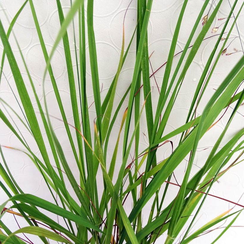 Eragrostis trichodes - Herbe d'amour (Foliage)