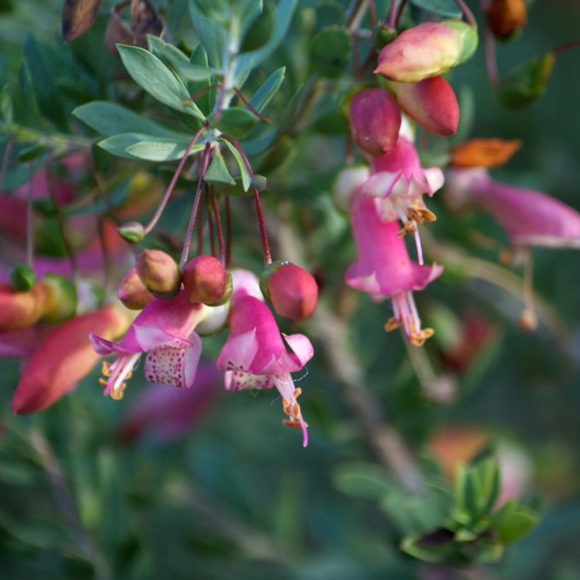 Eremophila maculata - Erémophile tacheté (Floraison)