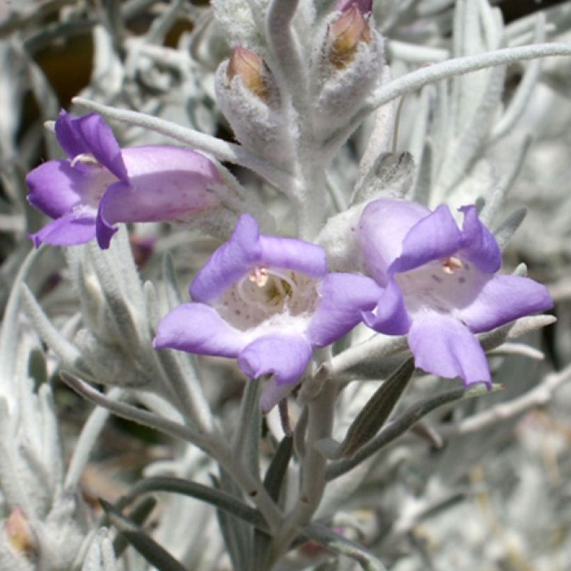 Eremophila nivea - Eremophile soyeuse (Flowering)