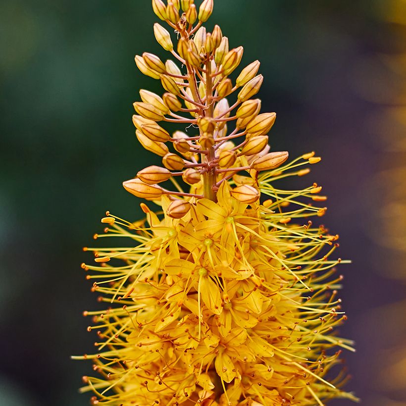 Eremurus Brun - Lis des steppes (Floraison)