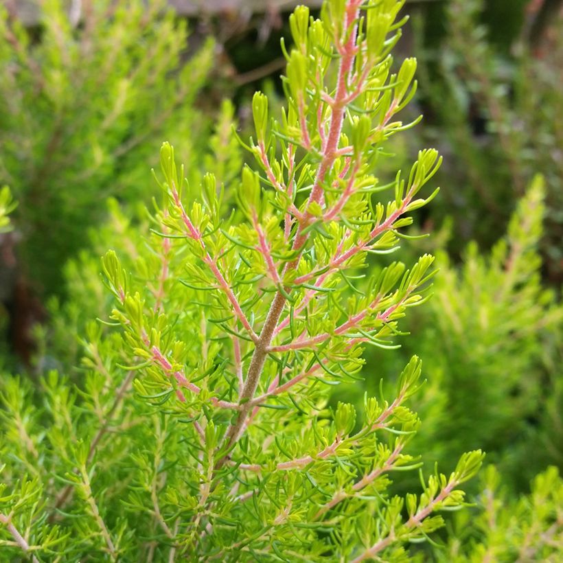 Erica arborea Estrella Gold - Bruyère arborescente (Foliage)