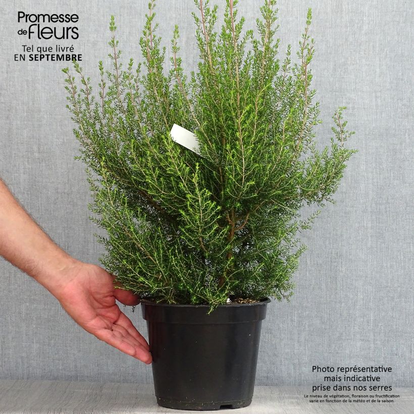 Spécimen de Erica canaliculata - Bruyère arbustive de Noël Pot de 4L/5L tel que livré en été