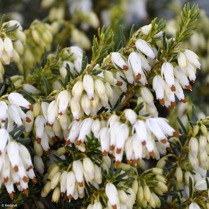 Bruyère des neiges - Erica carnea Isabell  (Flowering)