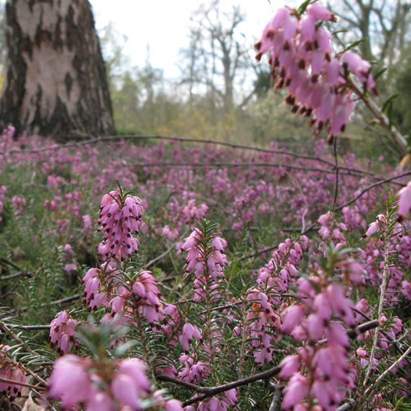 Bruyère des neiges - Erica carnea Jenny Porter (Flowering)