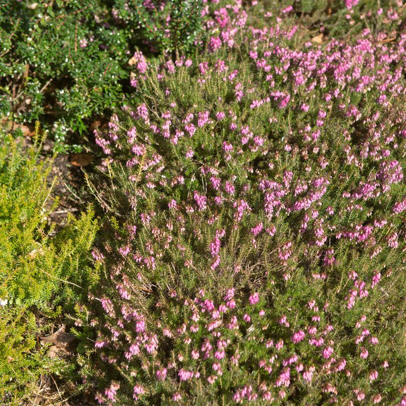 Bruyère des neiges - Erica carnea Myreton Ruby  (Plant habit)