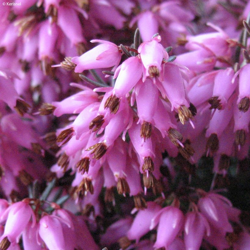 Bruyère des neiges - Erica carnea Rosalie (Flowering)