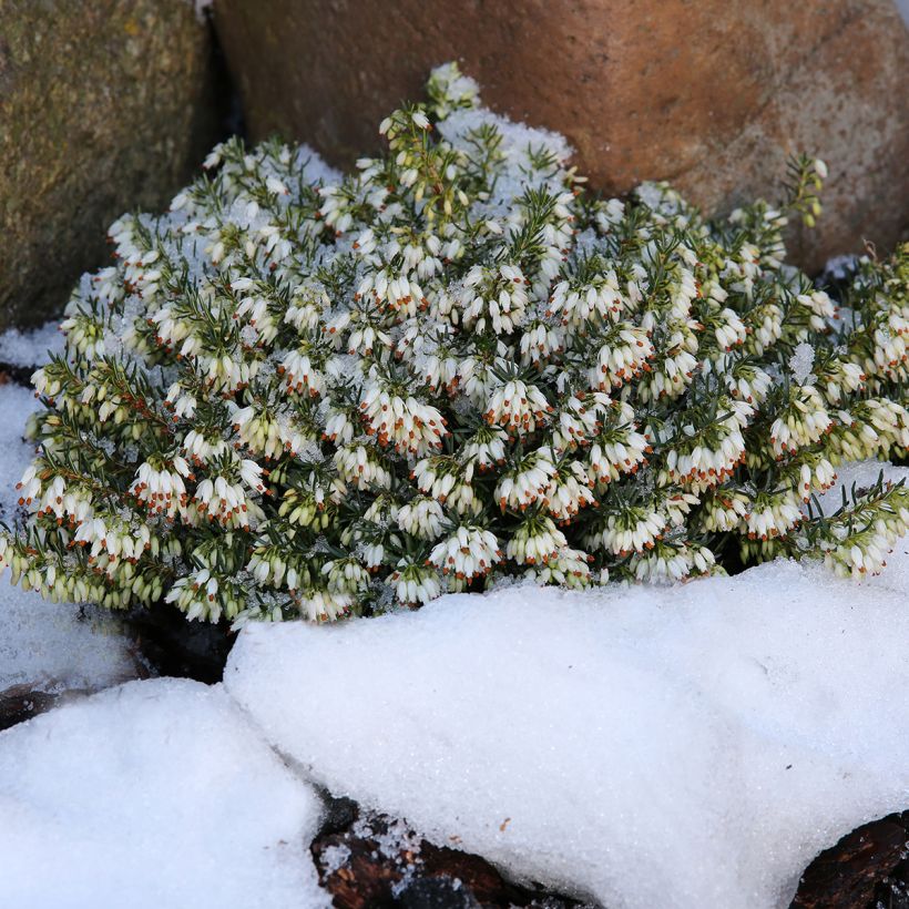Bruyère des neiges - Erica carnea Schneekuppe (Plant habit)