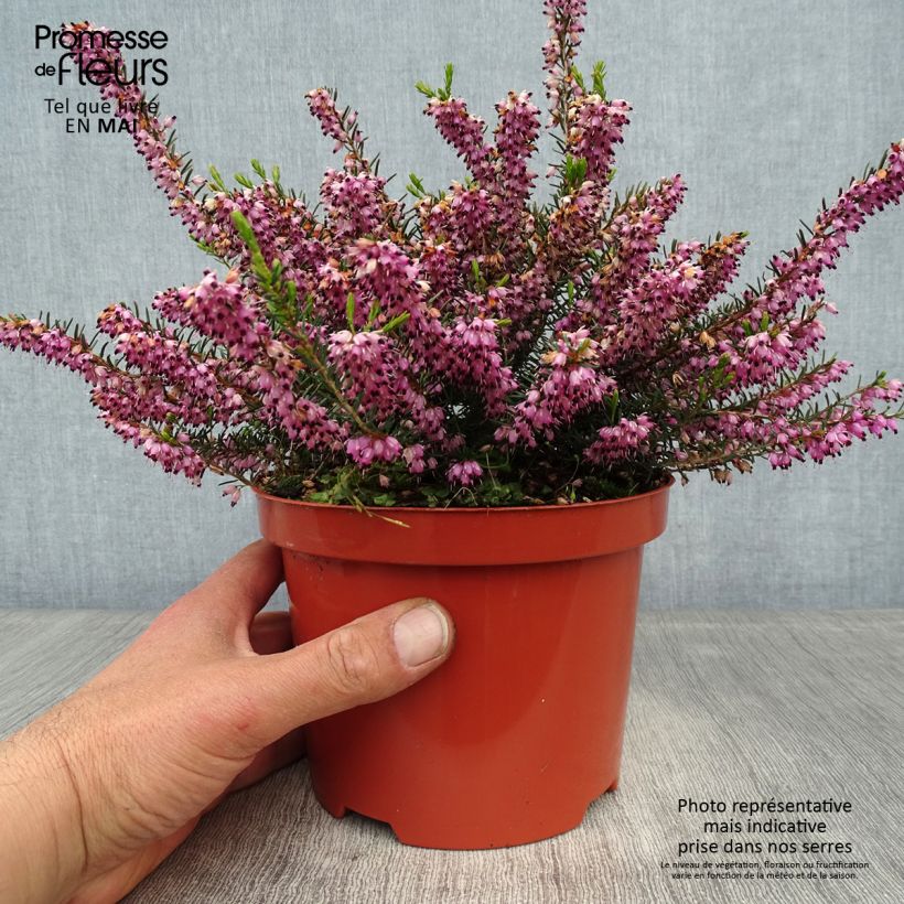 Example of Erica darleyensis Darley Dale - Bruyère d'hiver Pot de 2L/3L as you get in printemps