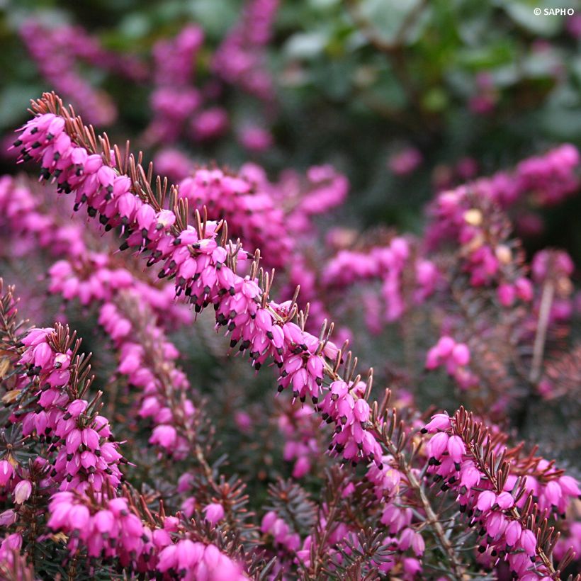 Erica x darleyensis Eva Gold - Bruyère d'hiver (Flowering)
