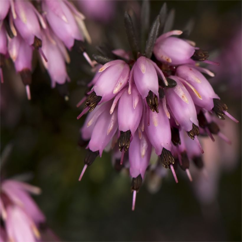 Bruyère de Darley - Erica darleyensis Furzey (Flowering)