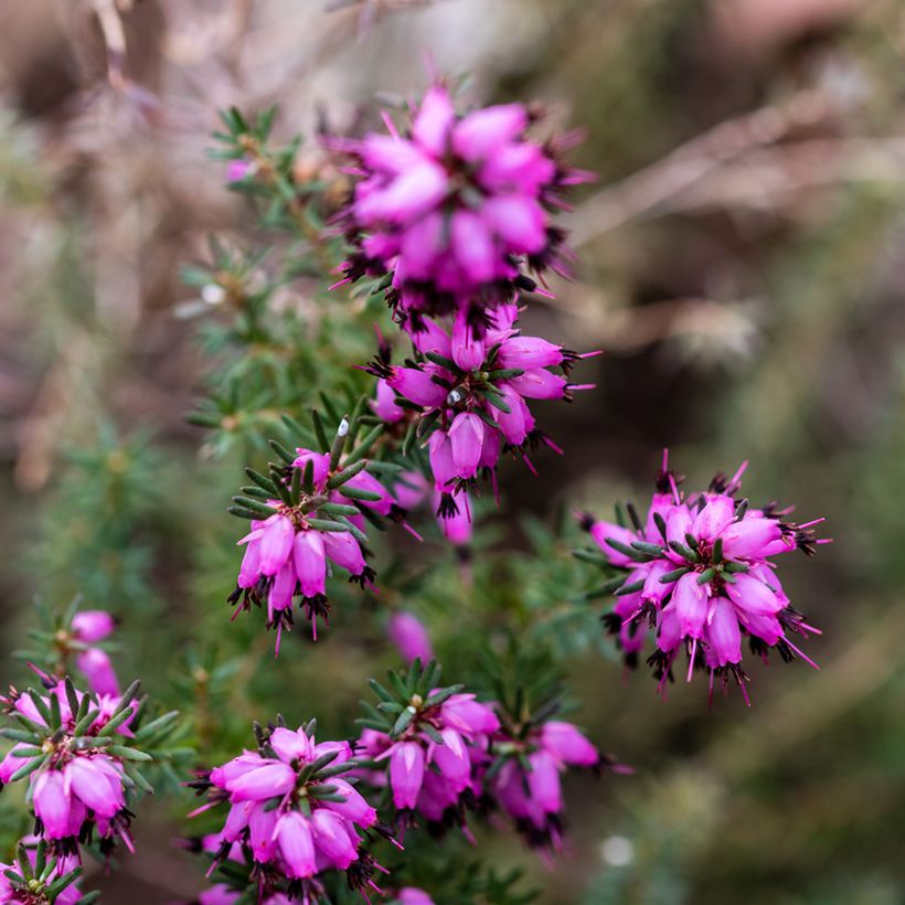 Bruyère d'hiver - Erica x darleyensis J.W. Porter (Flowering)