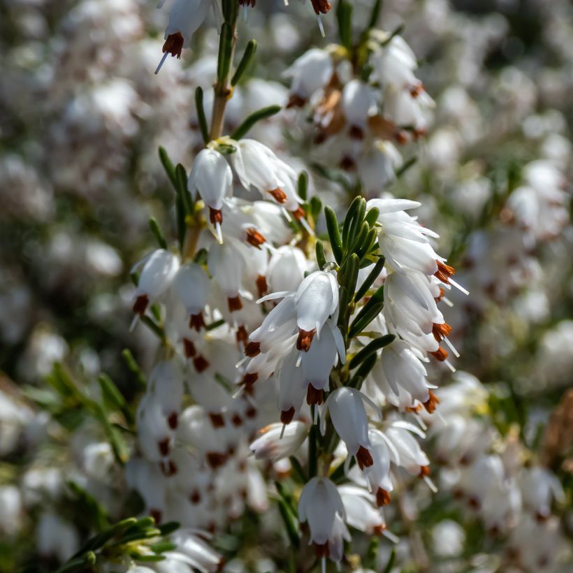 Erica darleyensis White Perfection - Bruyère d'hiver (Flowering)