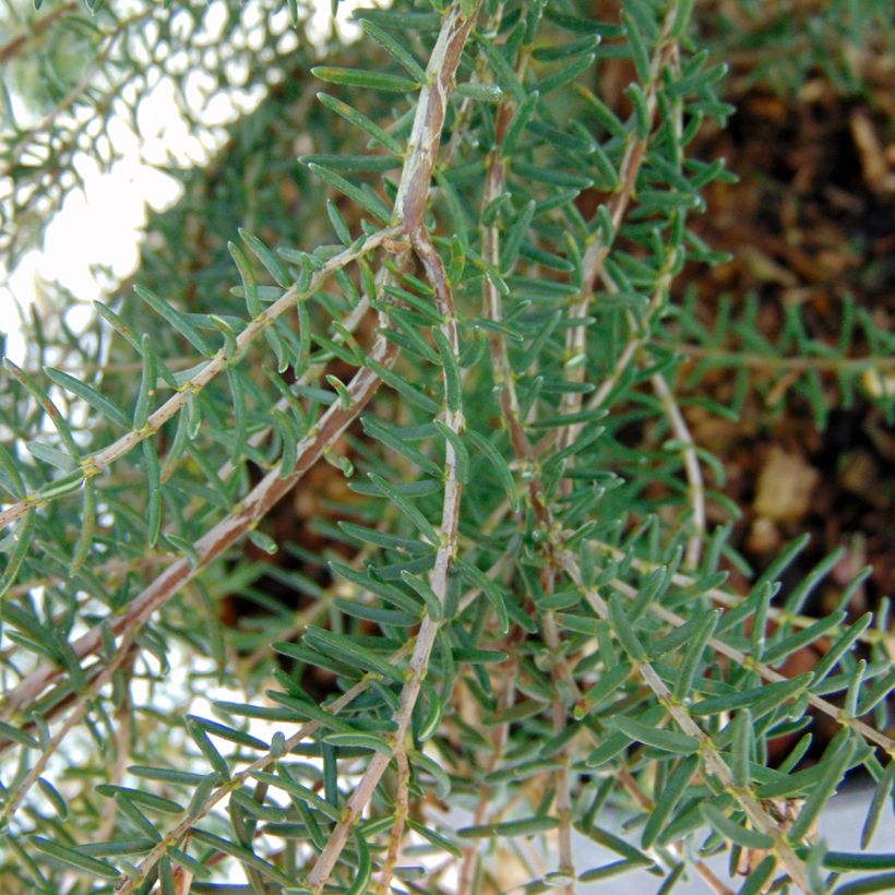 Bruyère de l'ouest - Erica mediterranea (Foliage)