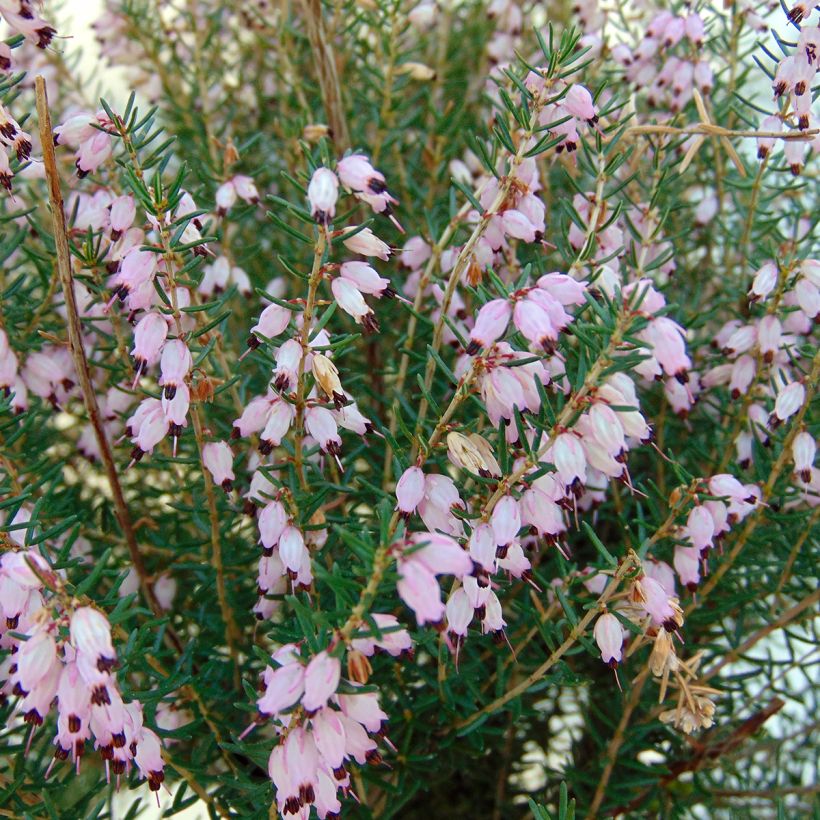 Bruyère de l'ouest - Erica mediterranea (Flowering)